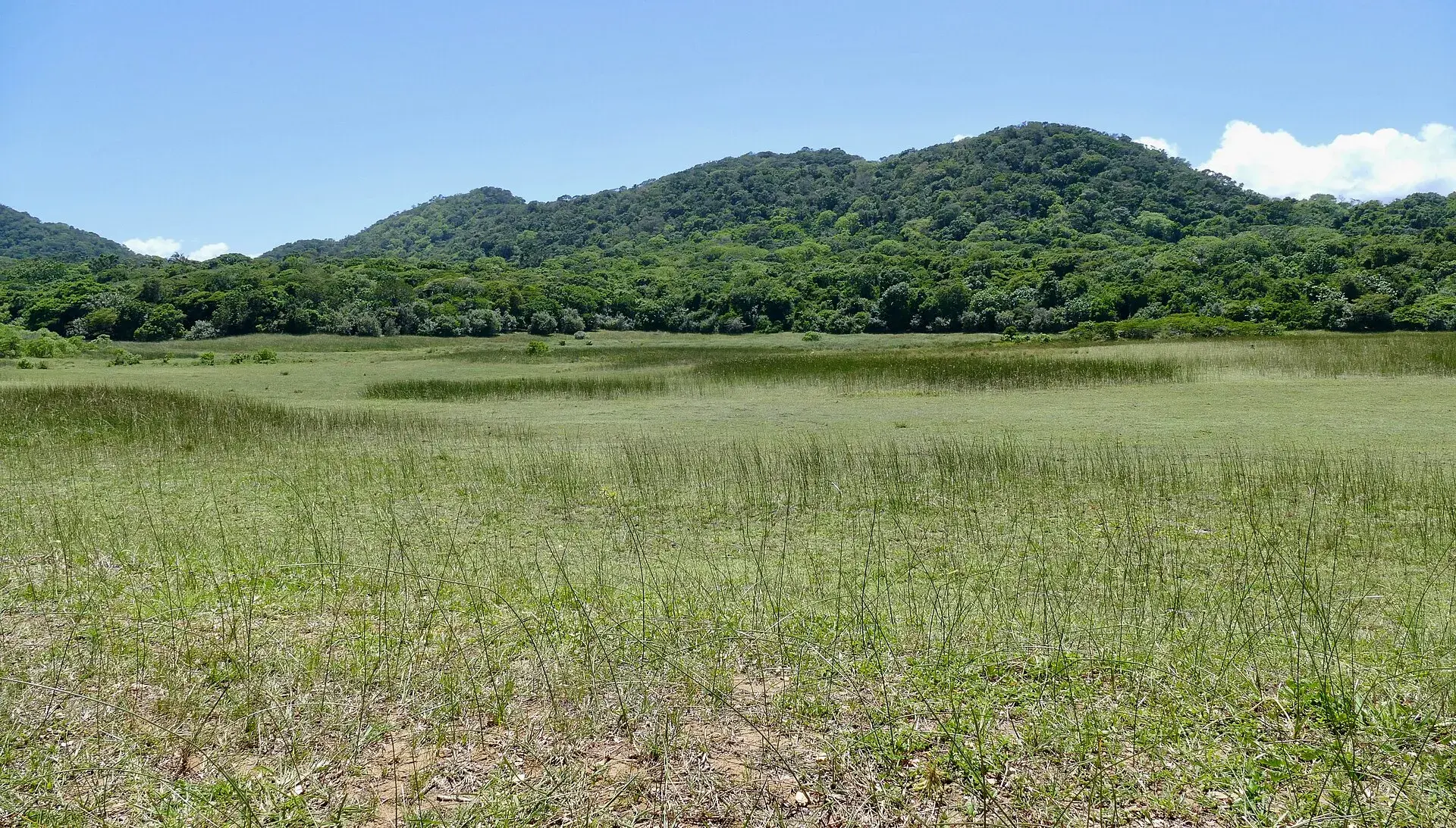 Dukuduku Forest